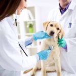 Pets and Pet Care