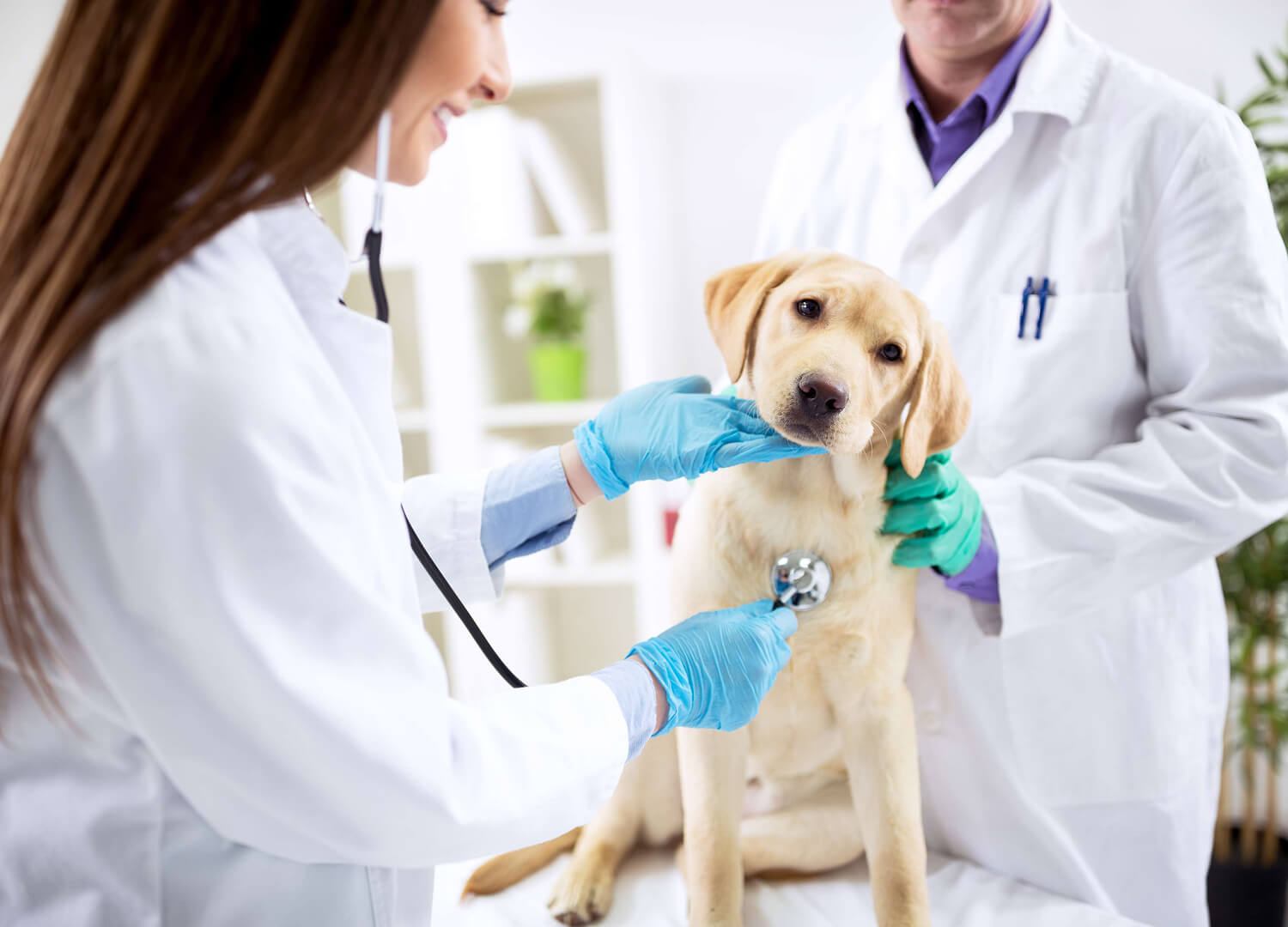 Pets and Pet Care